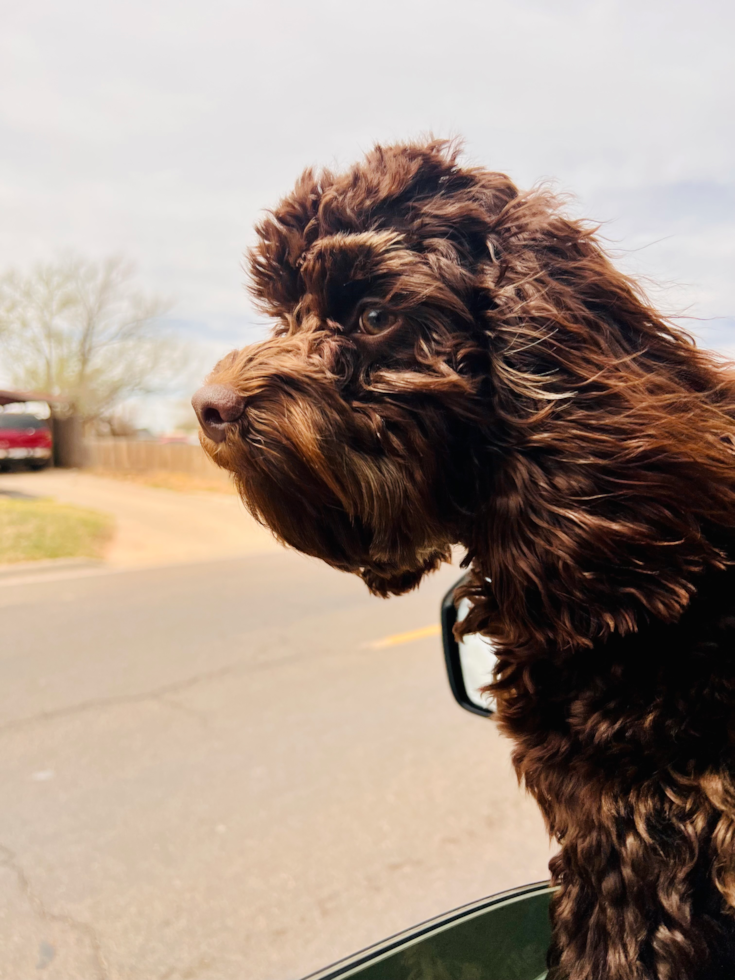 Funny Cockapoo Poodle Mix Pup