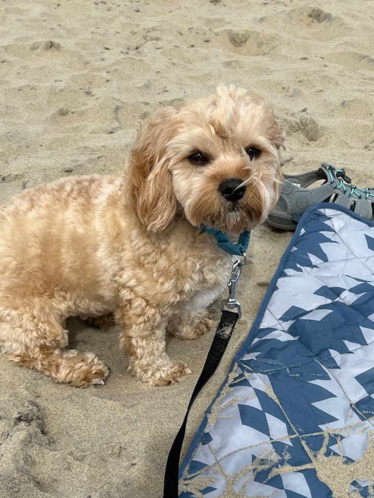 Petite Cavachon Designer Pup