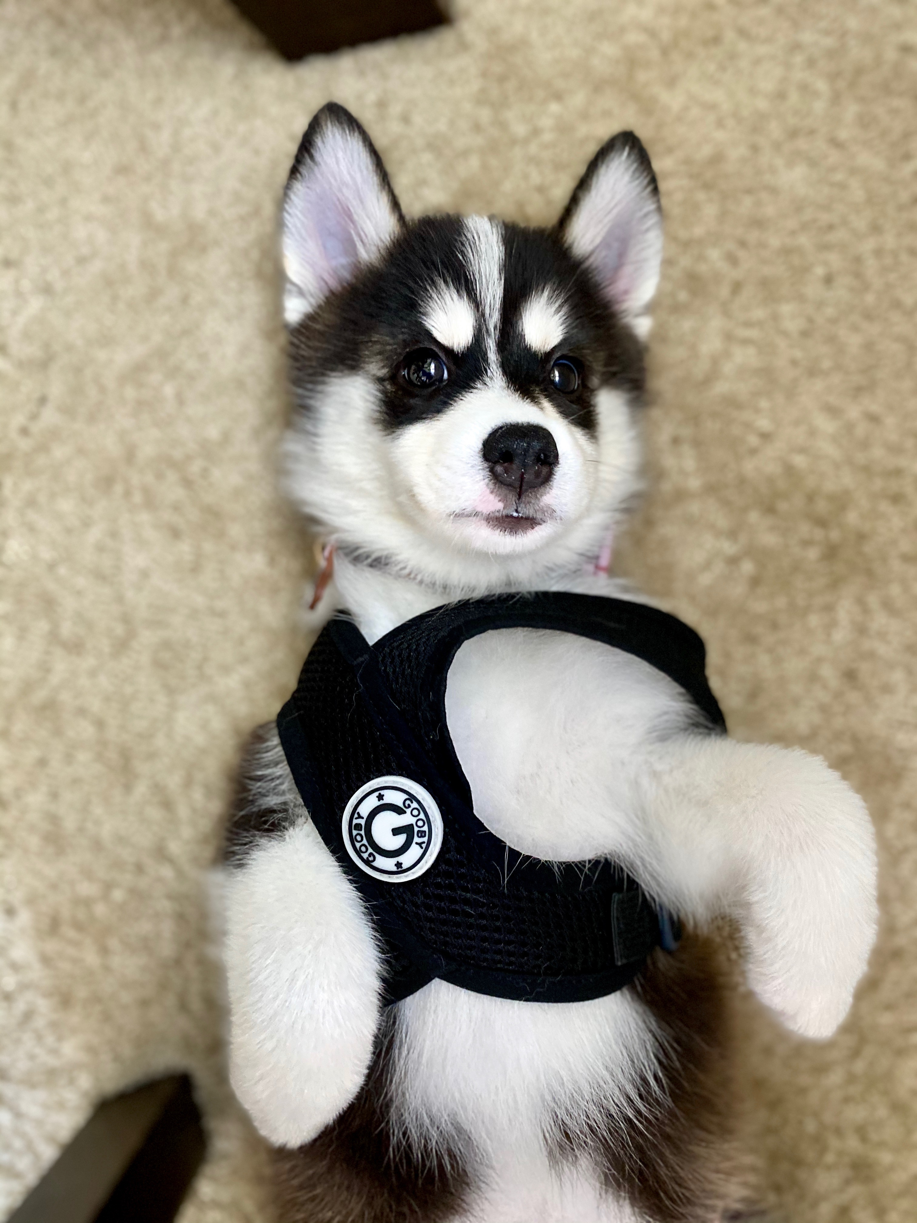 Happy Pomsky Baby