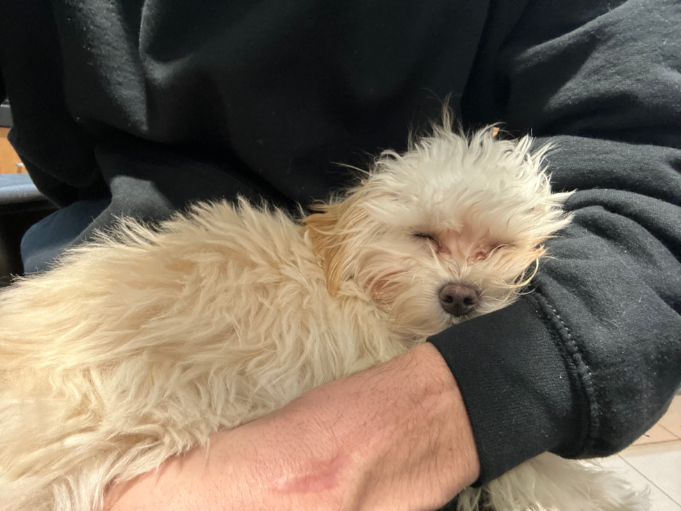 Petite Maltipoo Poodle Mix Pup