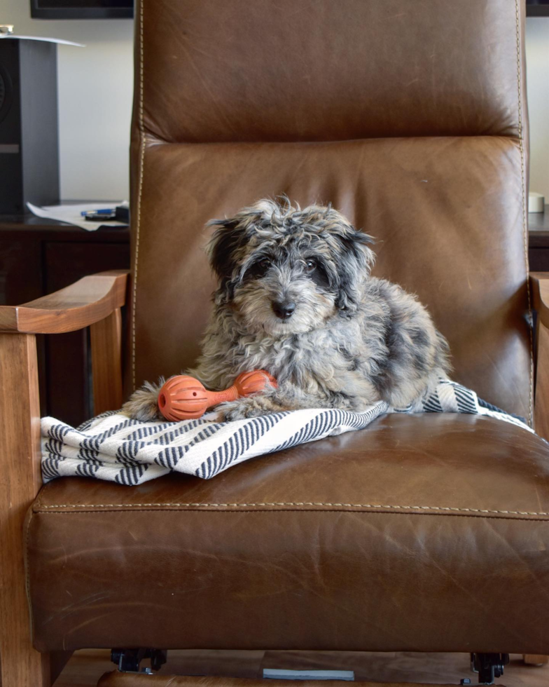Popular Mini Aussiedoodle Poodle Mix Pup