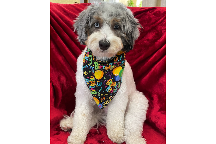 Fluffy Mini Bernedoodle Poodle Mix Pup