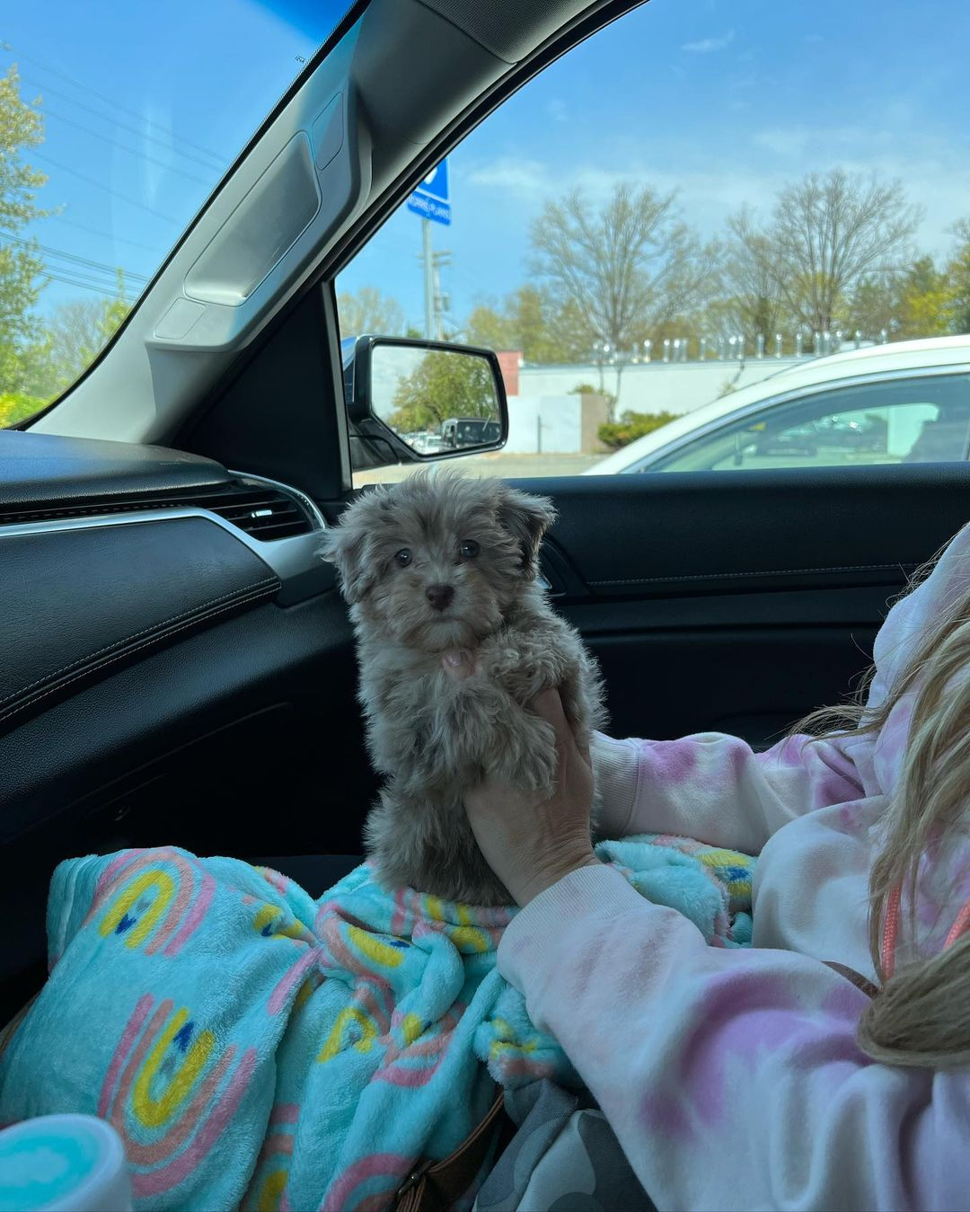 Havapoo Pup Being Cute