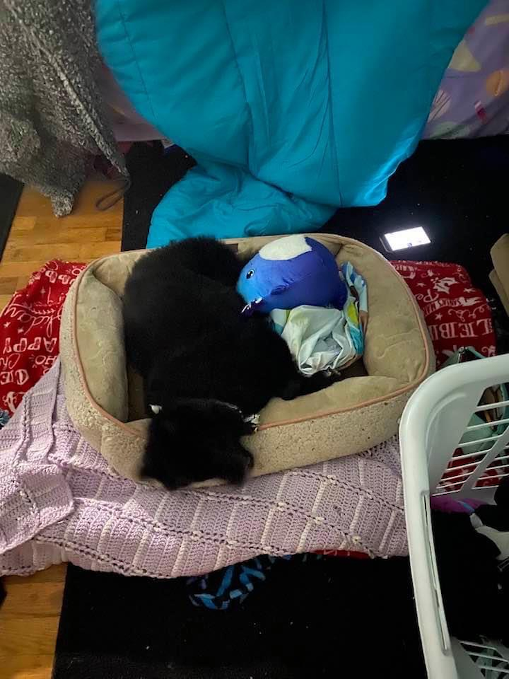 Funny Pomeranian Purebred Pup