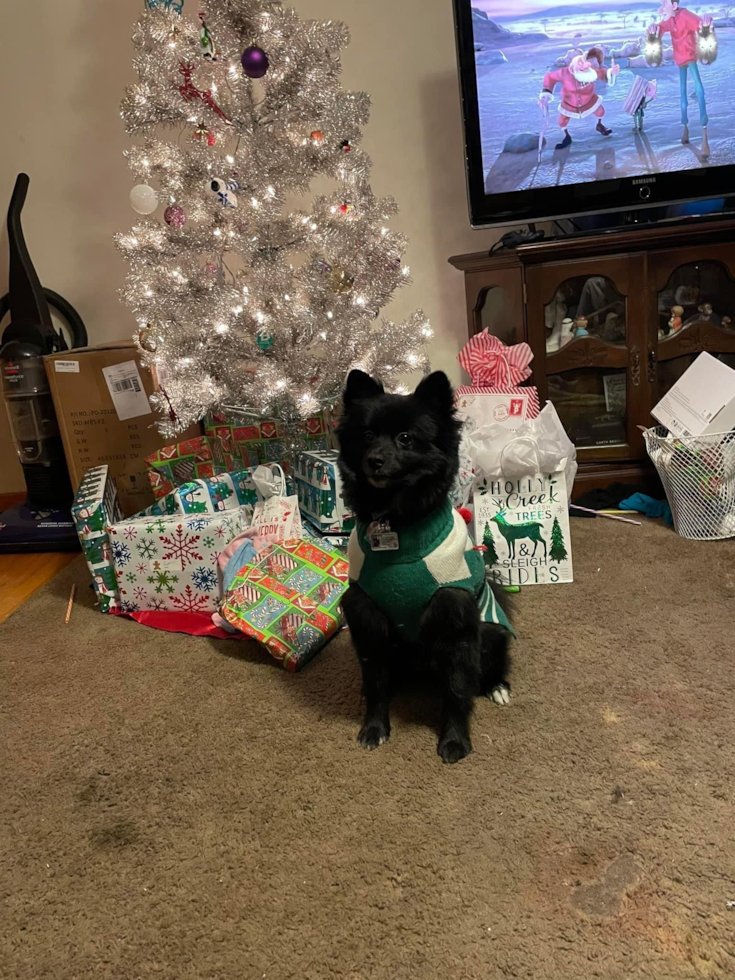 Playful Pomeranian Purebred Pup