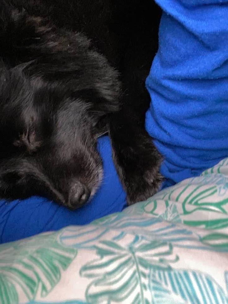 Akc Registered Pomeranian Purebred Pup