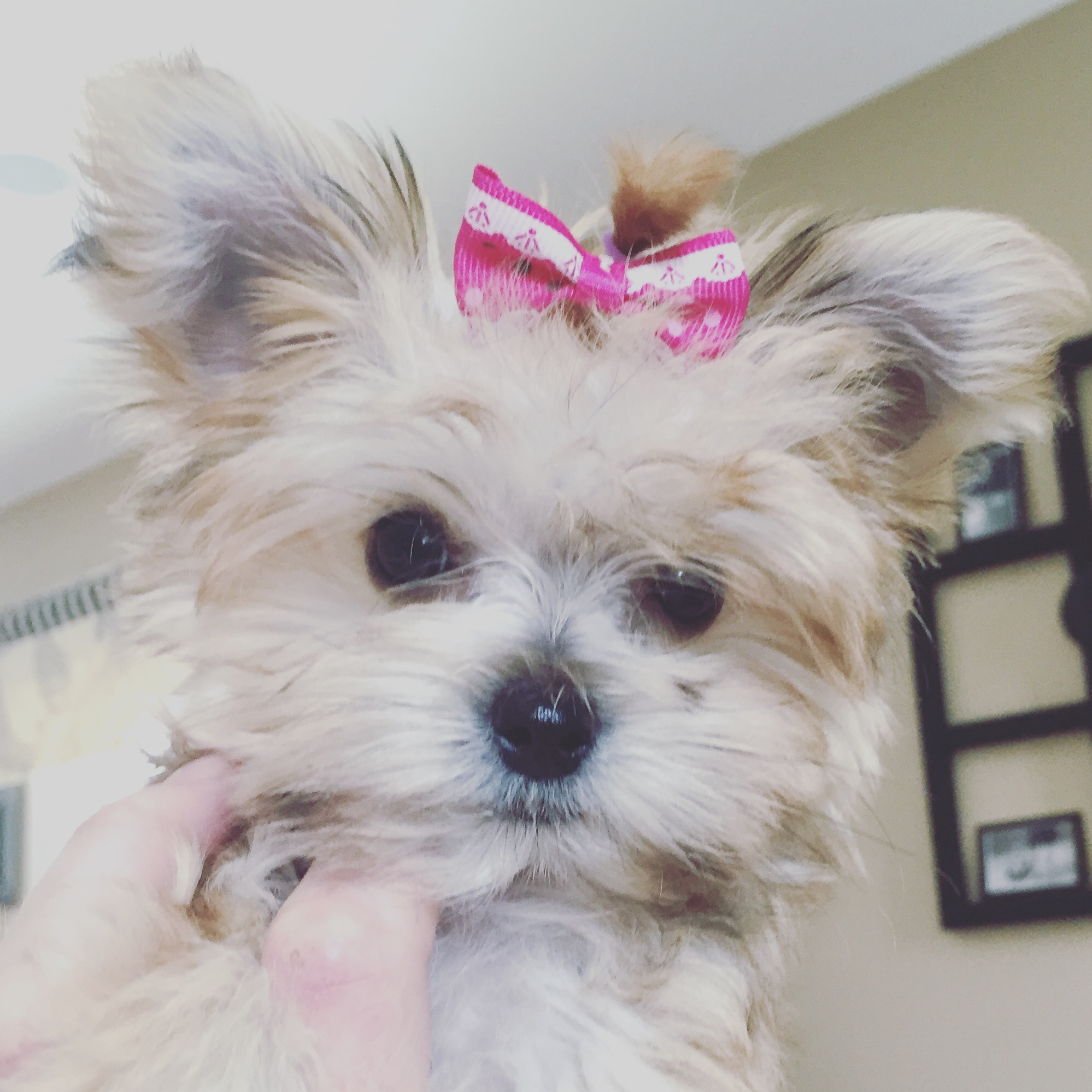 Happy Morkie Baby