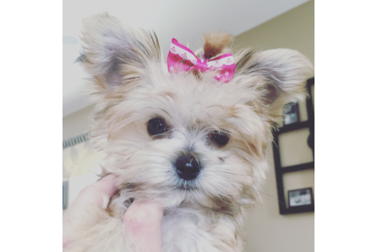 Happy Morkie Baby