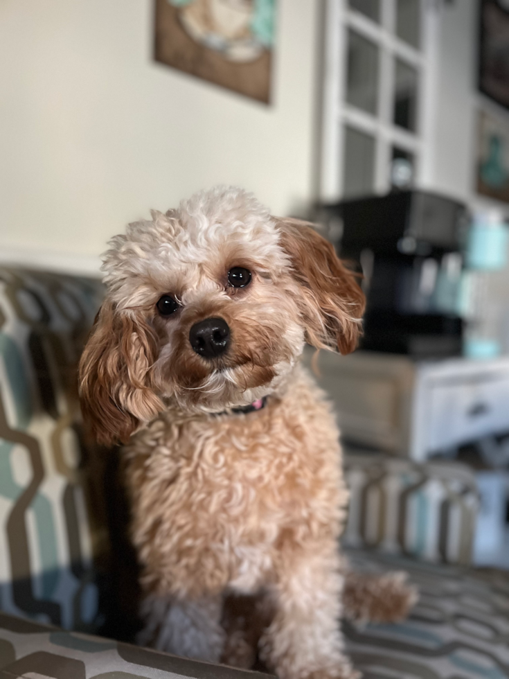 Cavapoo Being Cute