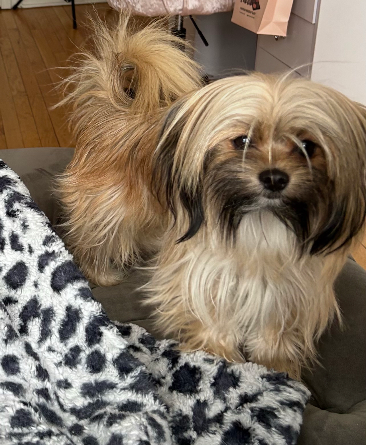Hypoallergenic Pomatzu Designer Puppy