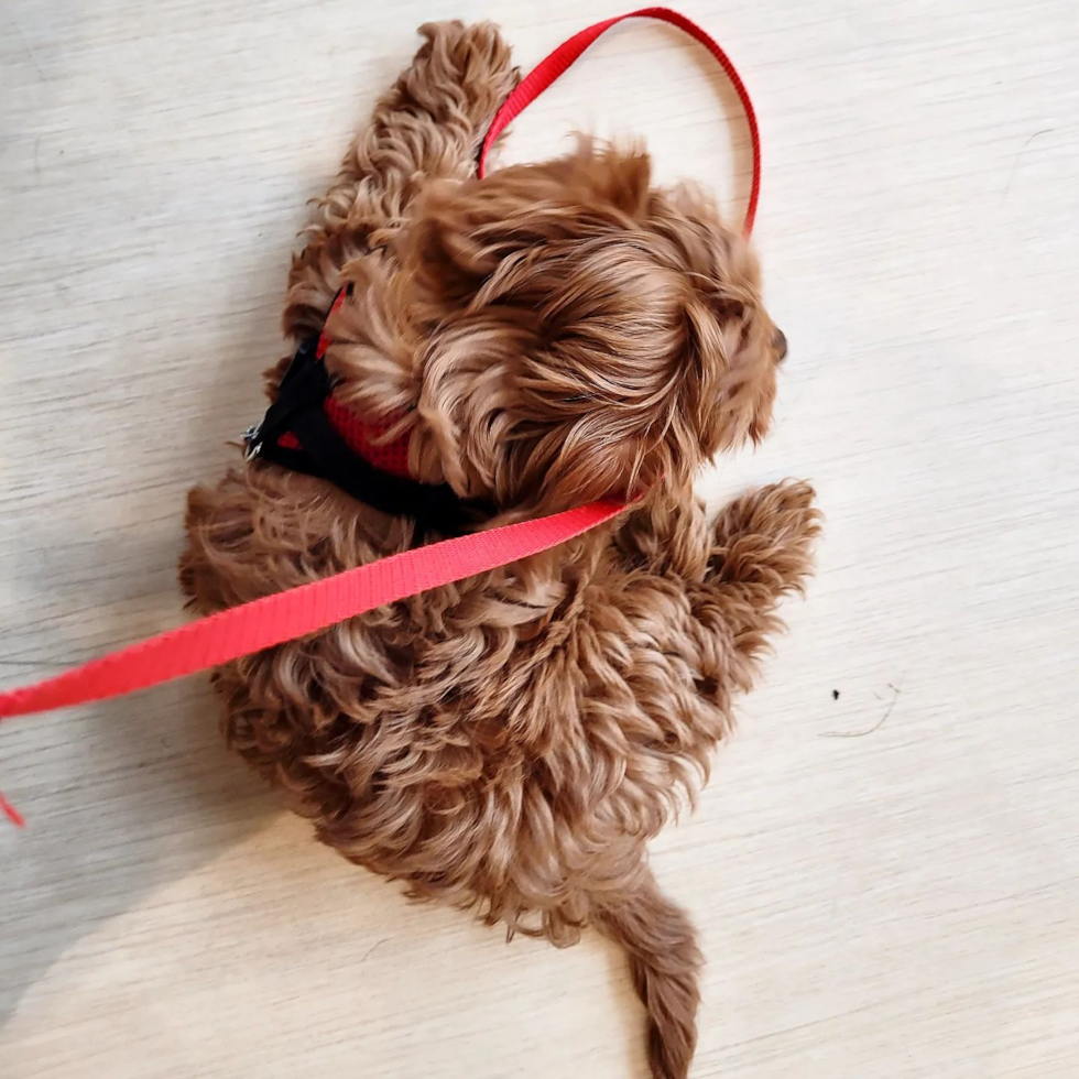 Fluffy Cavapoo Poodle Mix Pup