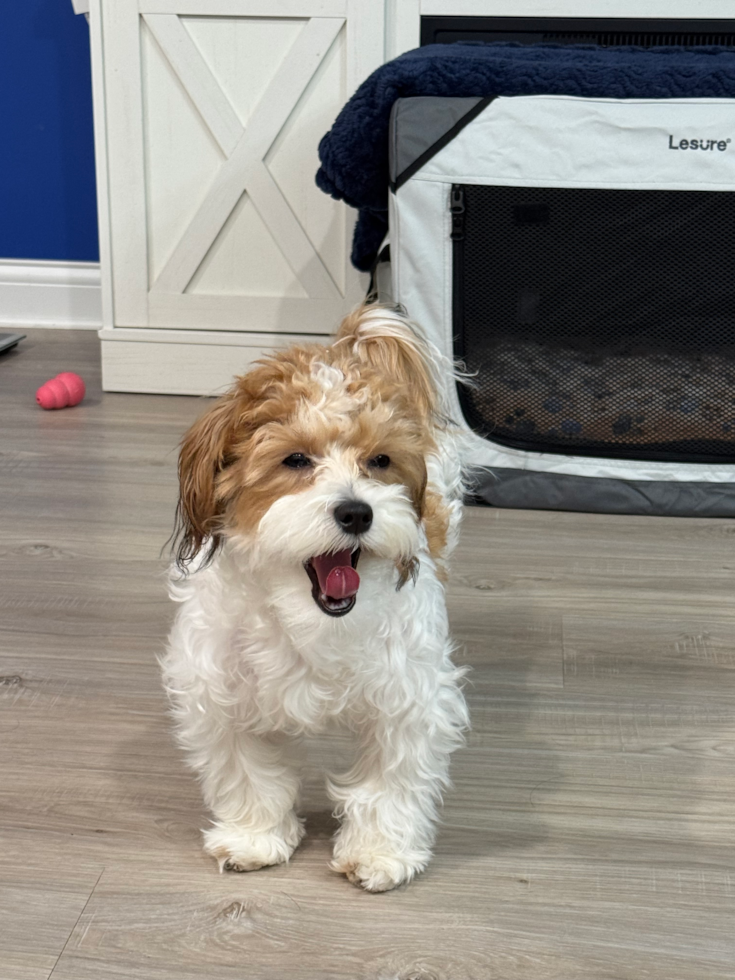 Funny Maltipoo Poodle Mix Pup