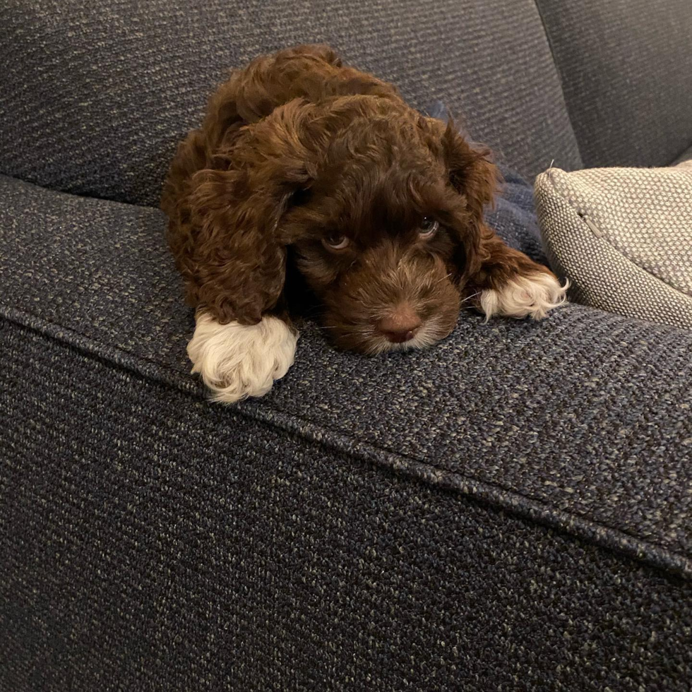 Kansas City Cockapoo Pup