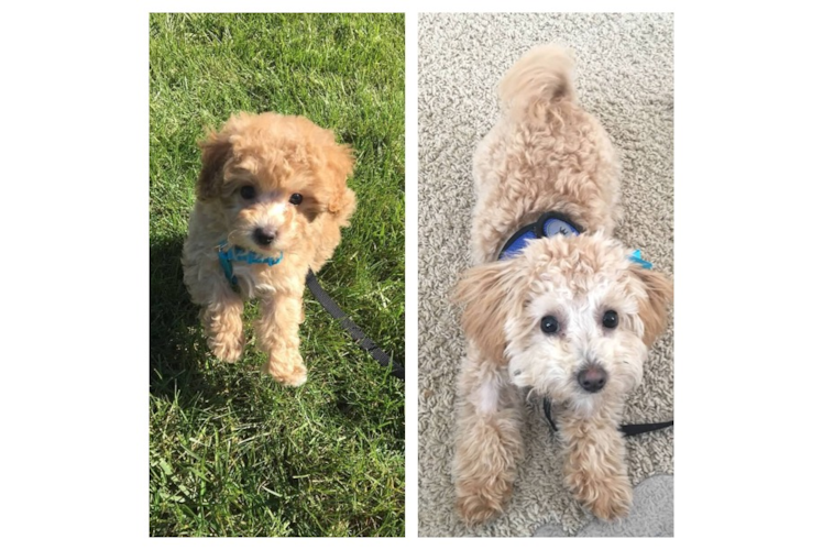 Petite Maltipoo Poodle Mix Pup