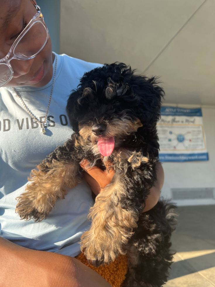 Friendly Poochon Pup