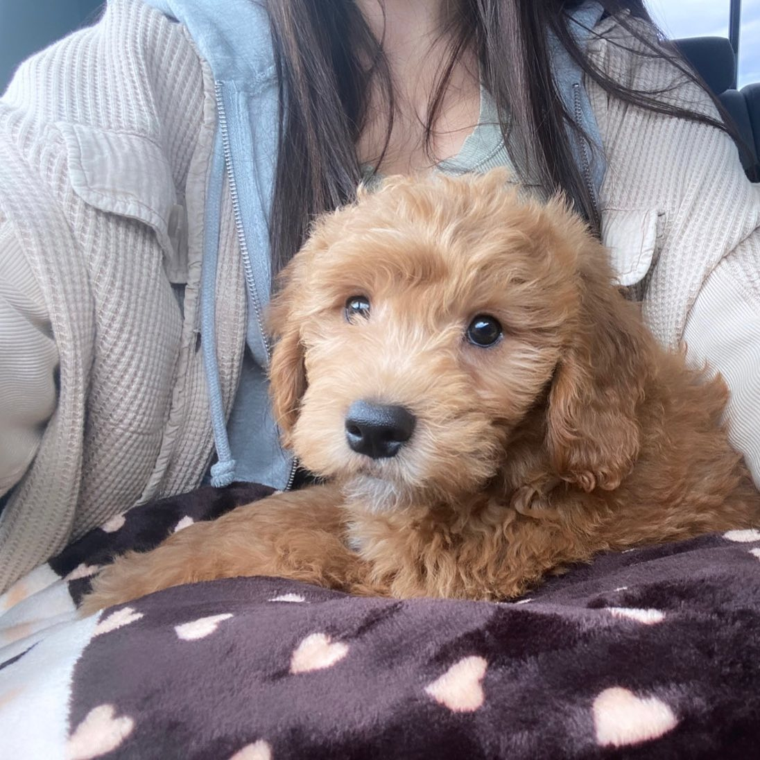 Playful Golden Retriever Poodle Mix Puppy