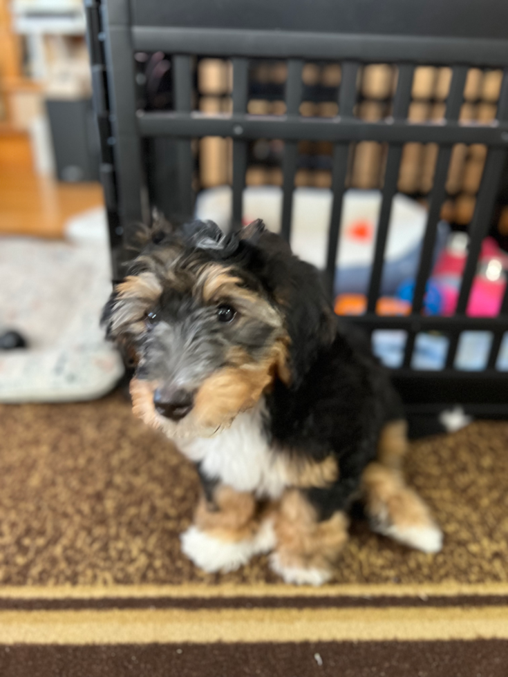 Little Bernadoodle Poodle Mix Pup
