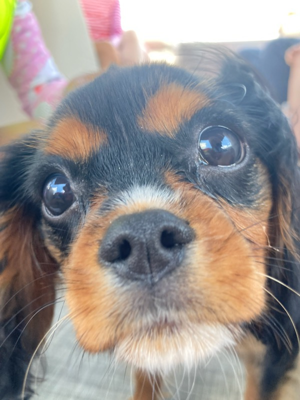 Cavalier King Charles Spaniel Puppy for Adoption