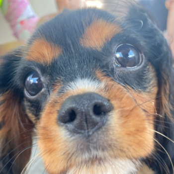 Cute Cavalier King Charles Spaniel Purebred Pup