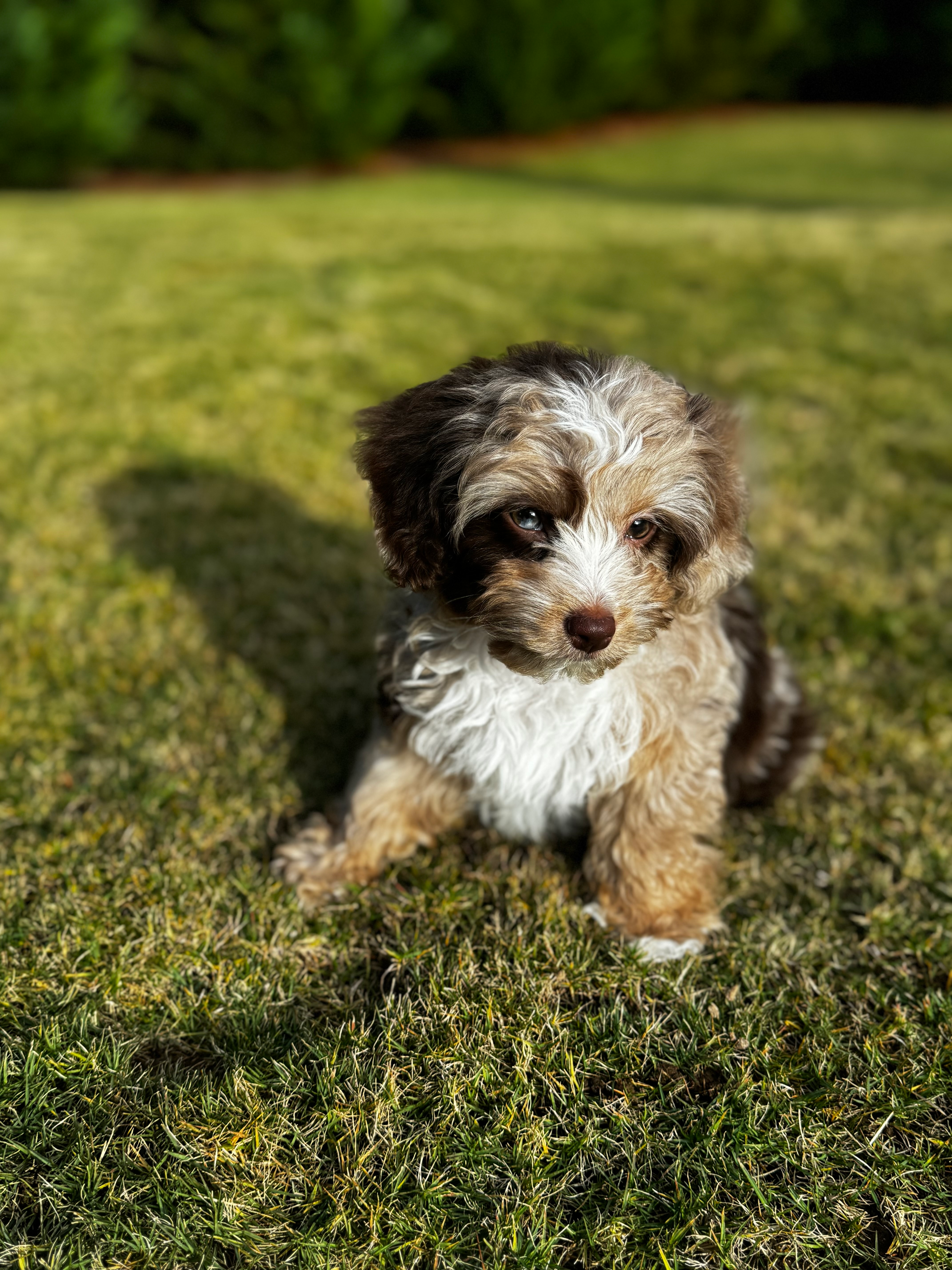 Friendly Mini Aussiedoodle Baby