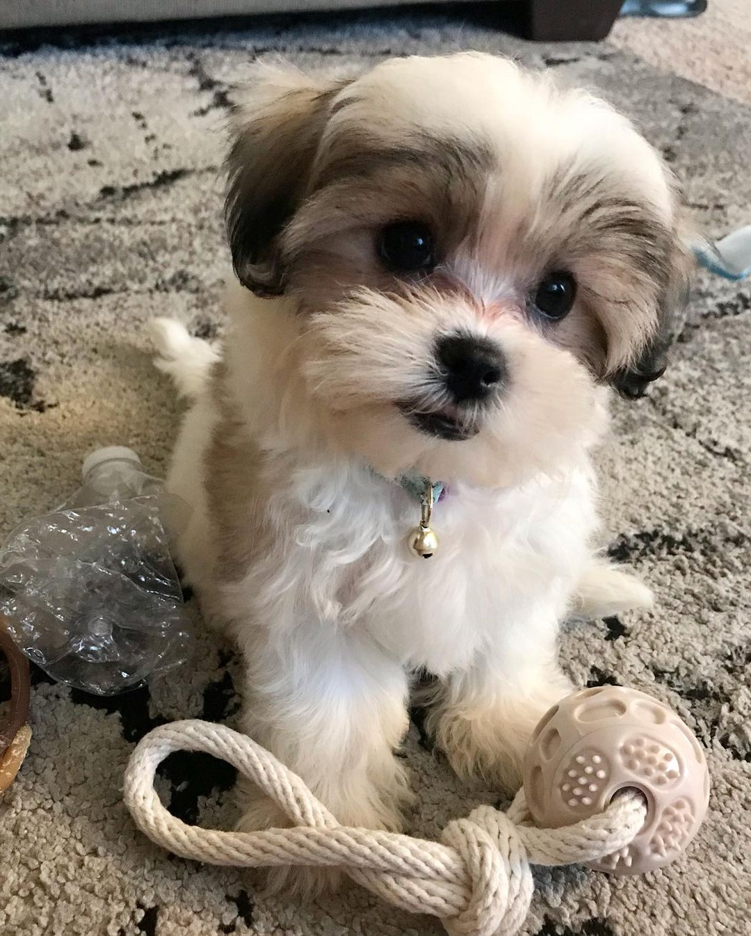 Best Teddy Bear Baby