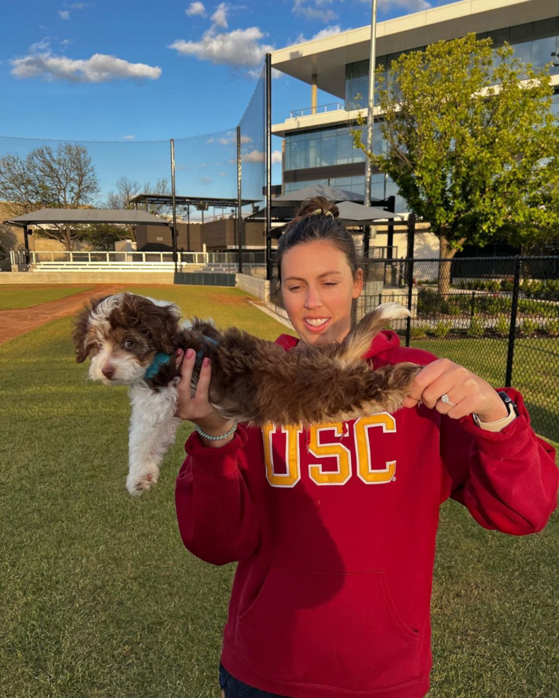Friendly Mini Aussiedoodle Pup