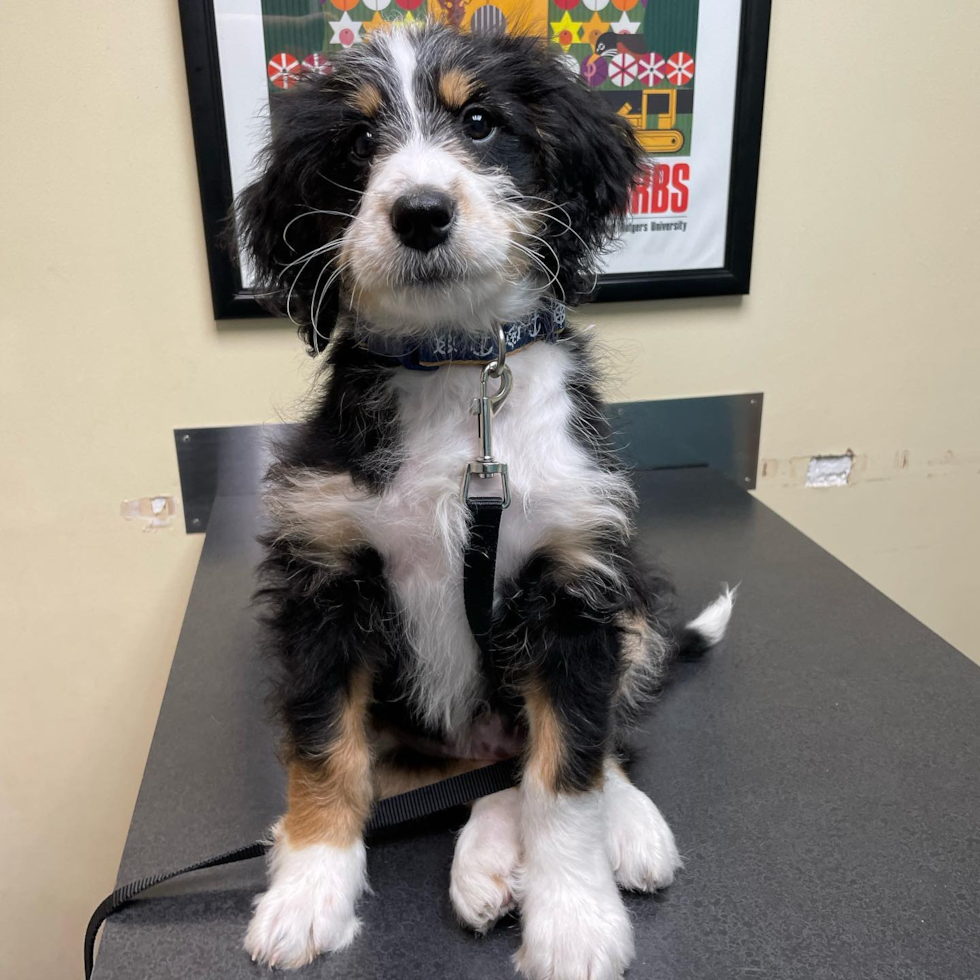 Small Mini Bernedoodle Pup in Suffolk VA