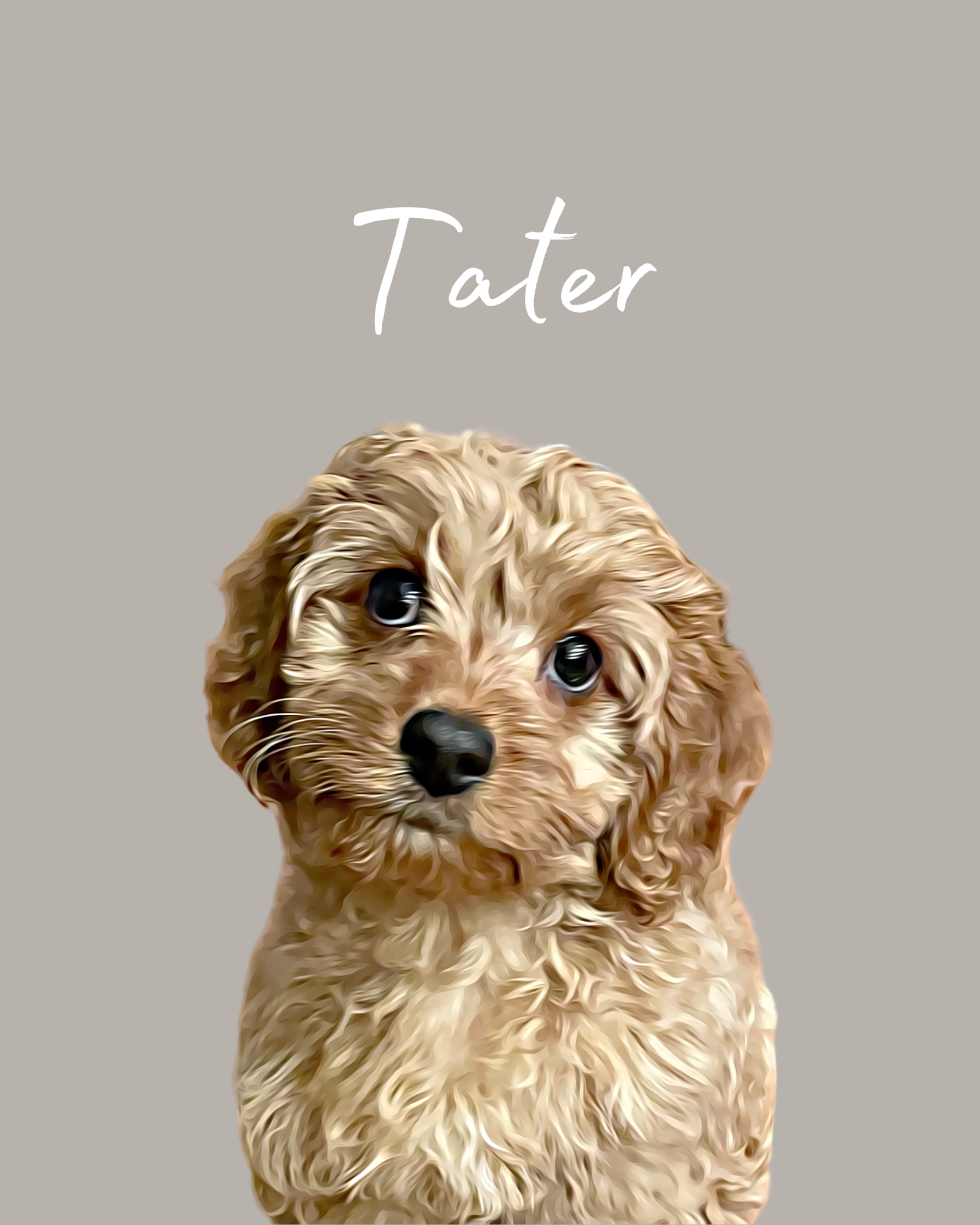 Best Cavapoo Baby