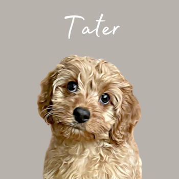 Petite Cavapoo Poodle Mix Pup