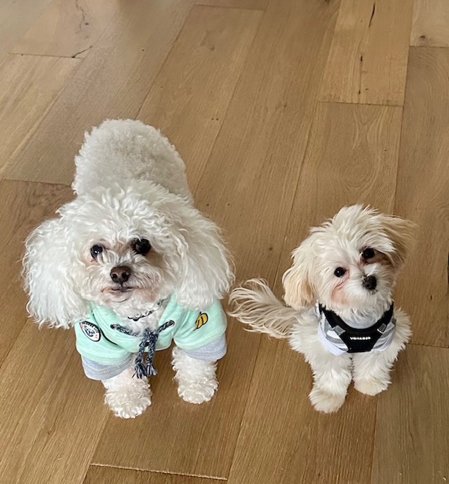 Friendly Maltipoo Pup in