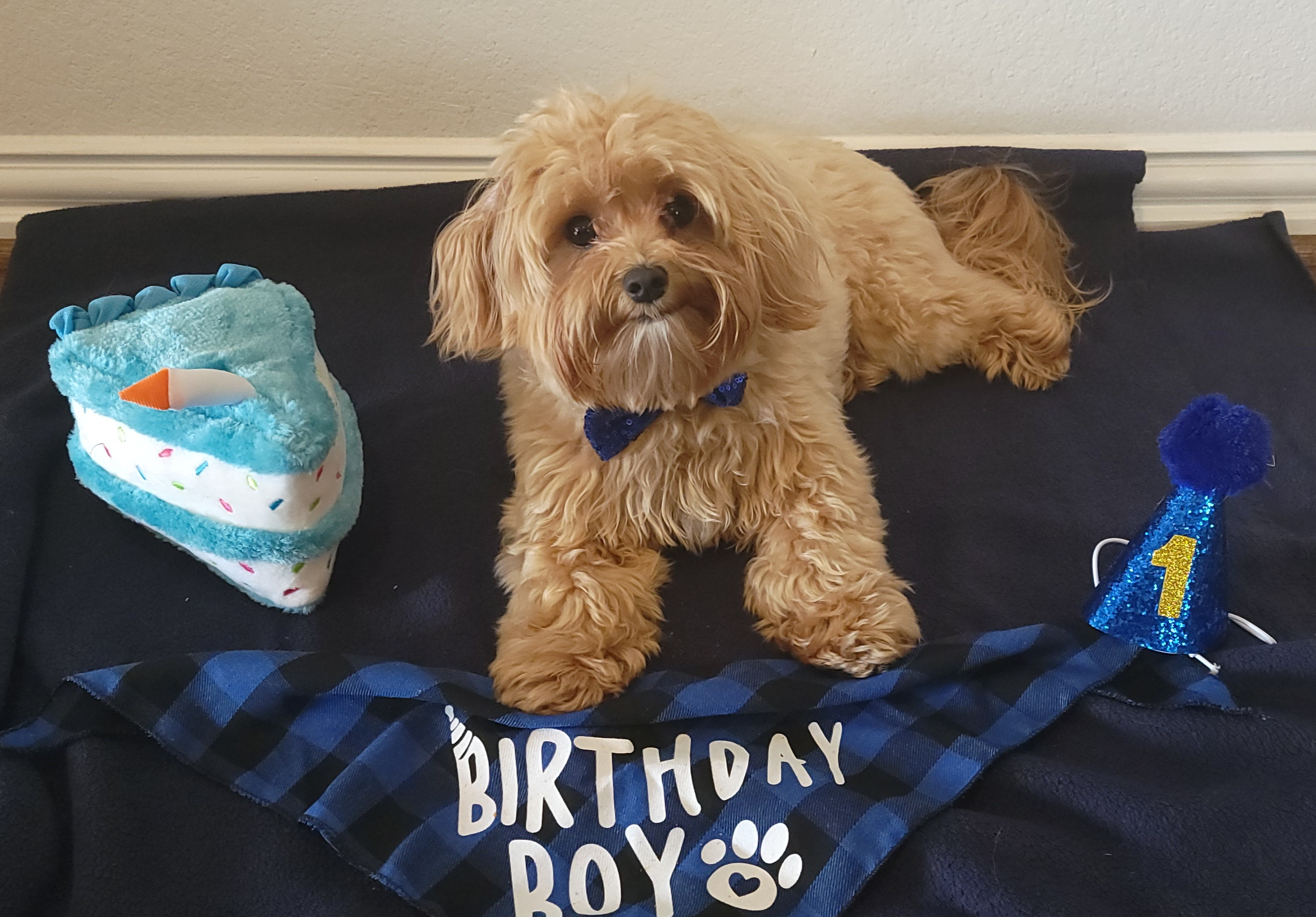 Best Maltipoo Baby