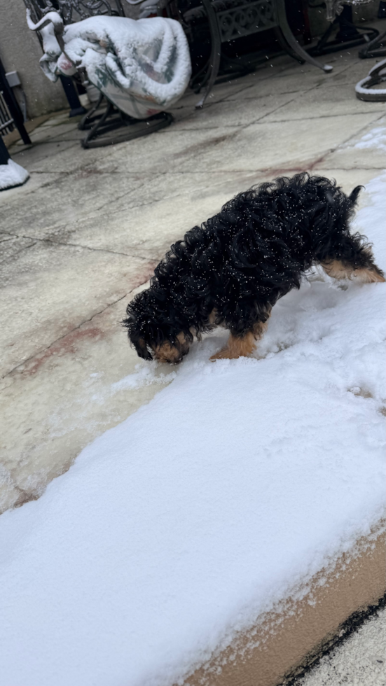 Little Cavipoo Poodle Mix Pup