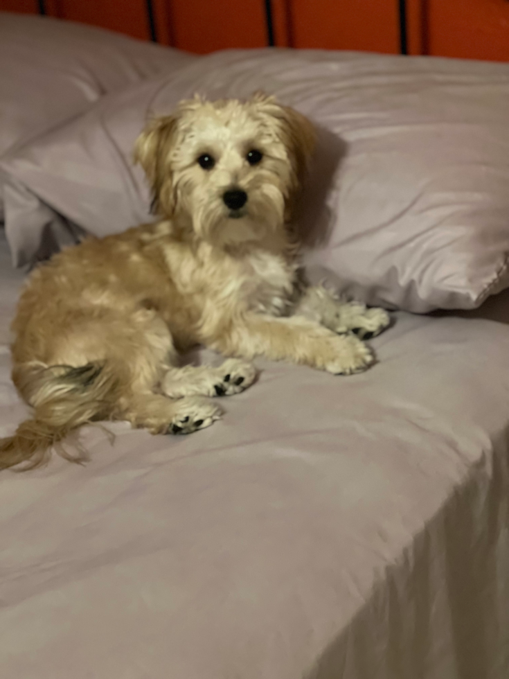 Playful Yorkie Designer Pup