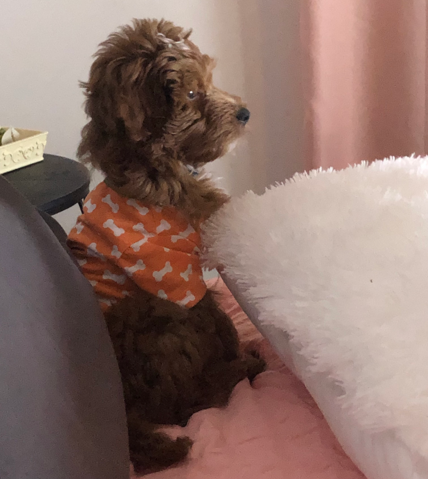 Energetic Mini Irishdoodle Poodle Mix Pup