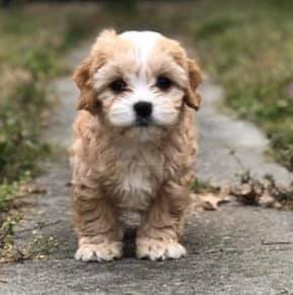 Sweet Cavachon Pup