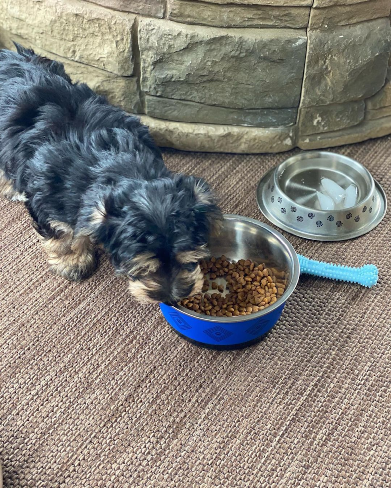 Cute Yorkie Chon Pup in Holland OH