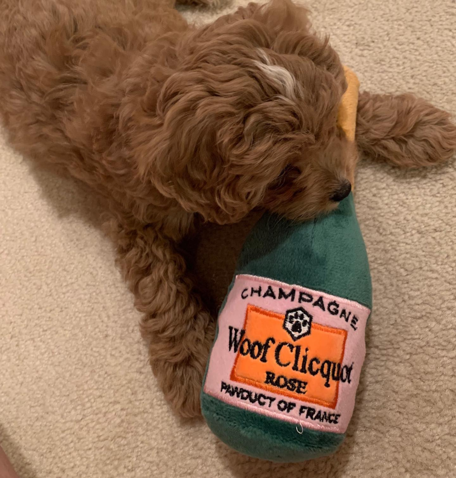 Funny Cavapoo Poodle Mix Pup