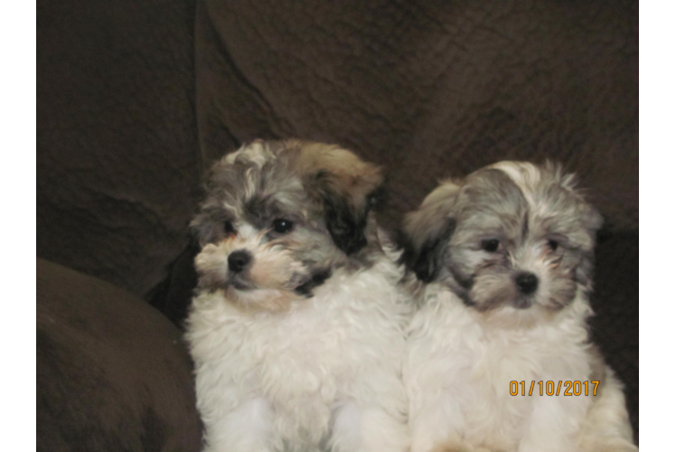 Teddy Bear Pup Being Cute