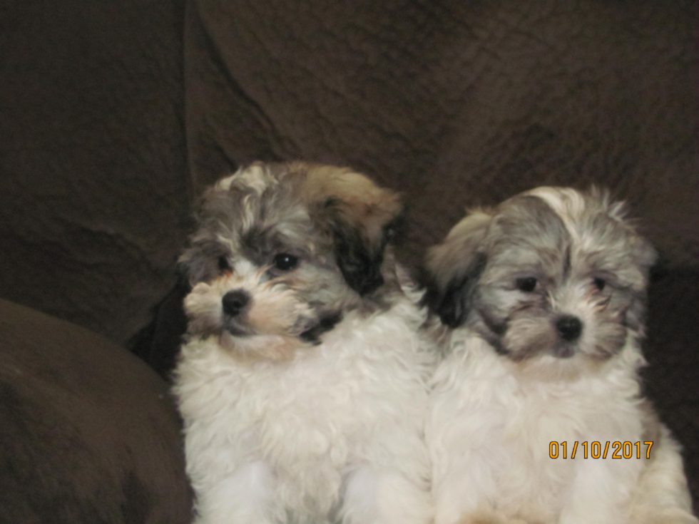 Friendly Teddy Bear Pup