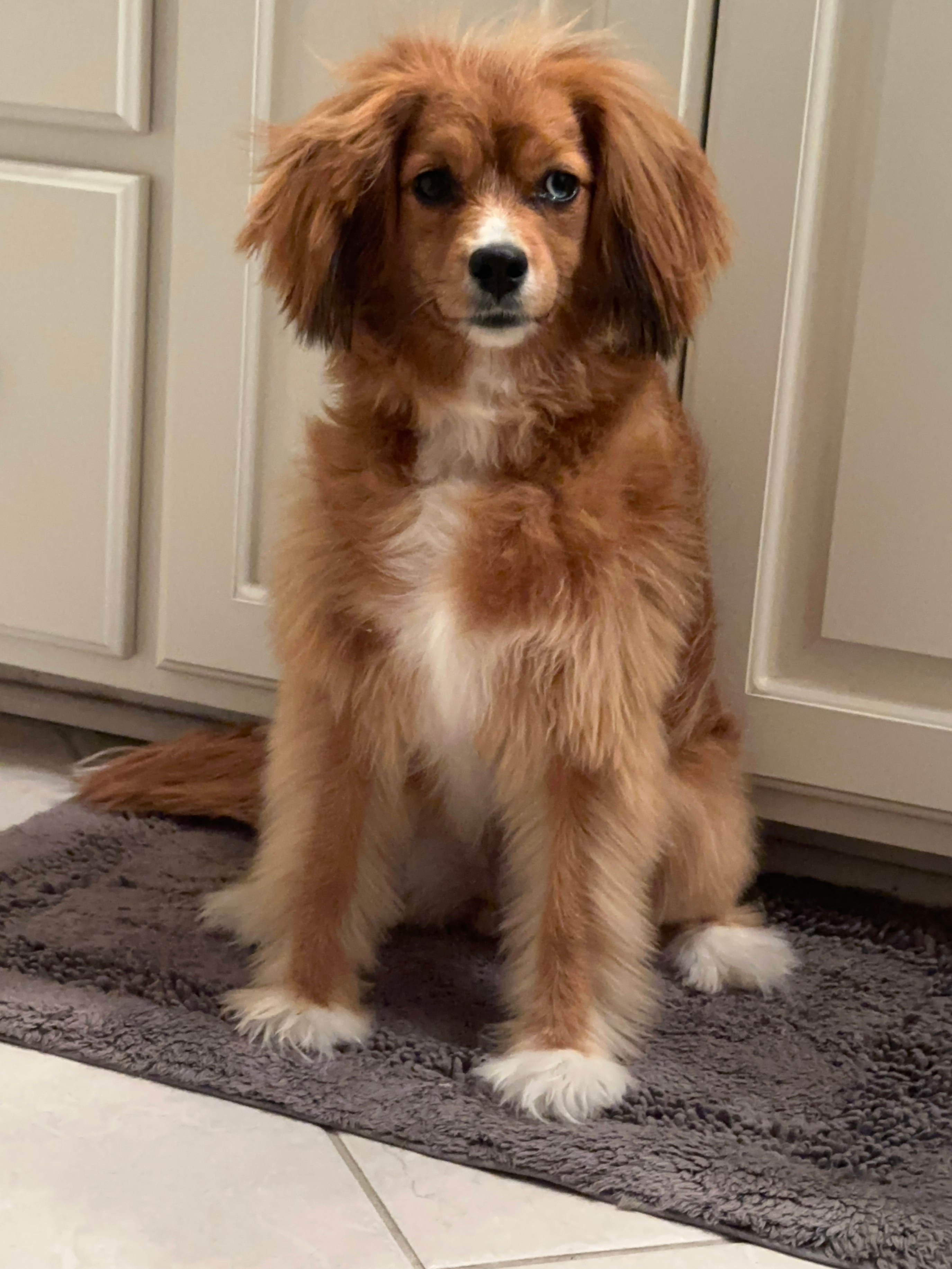 Small Cavapoo Baby