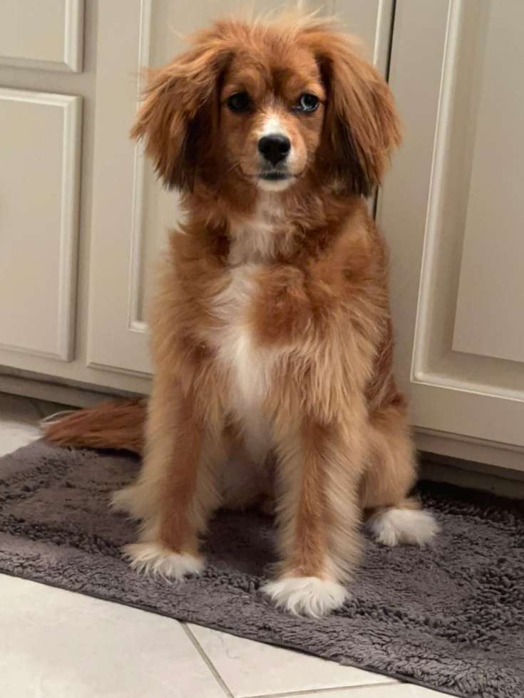 Energetic Cavoodle Poodle Mix Pup