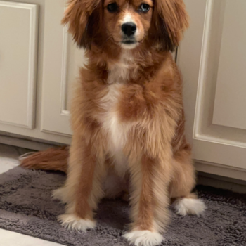 Energetic Cavoodle Poodle Mix Pup