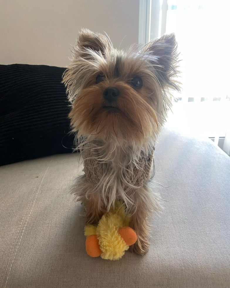 Energetic Yorkshire Terrier Pup in Cleveland OH