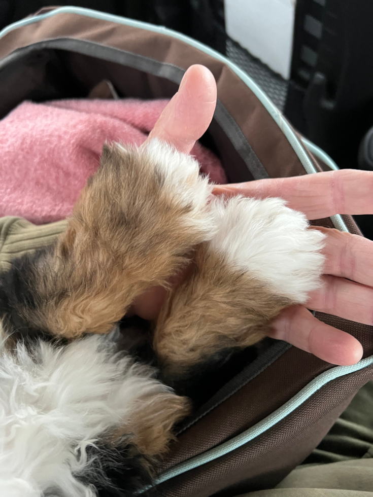 Little Mini Berniedoodle Poodle Mix Pup