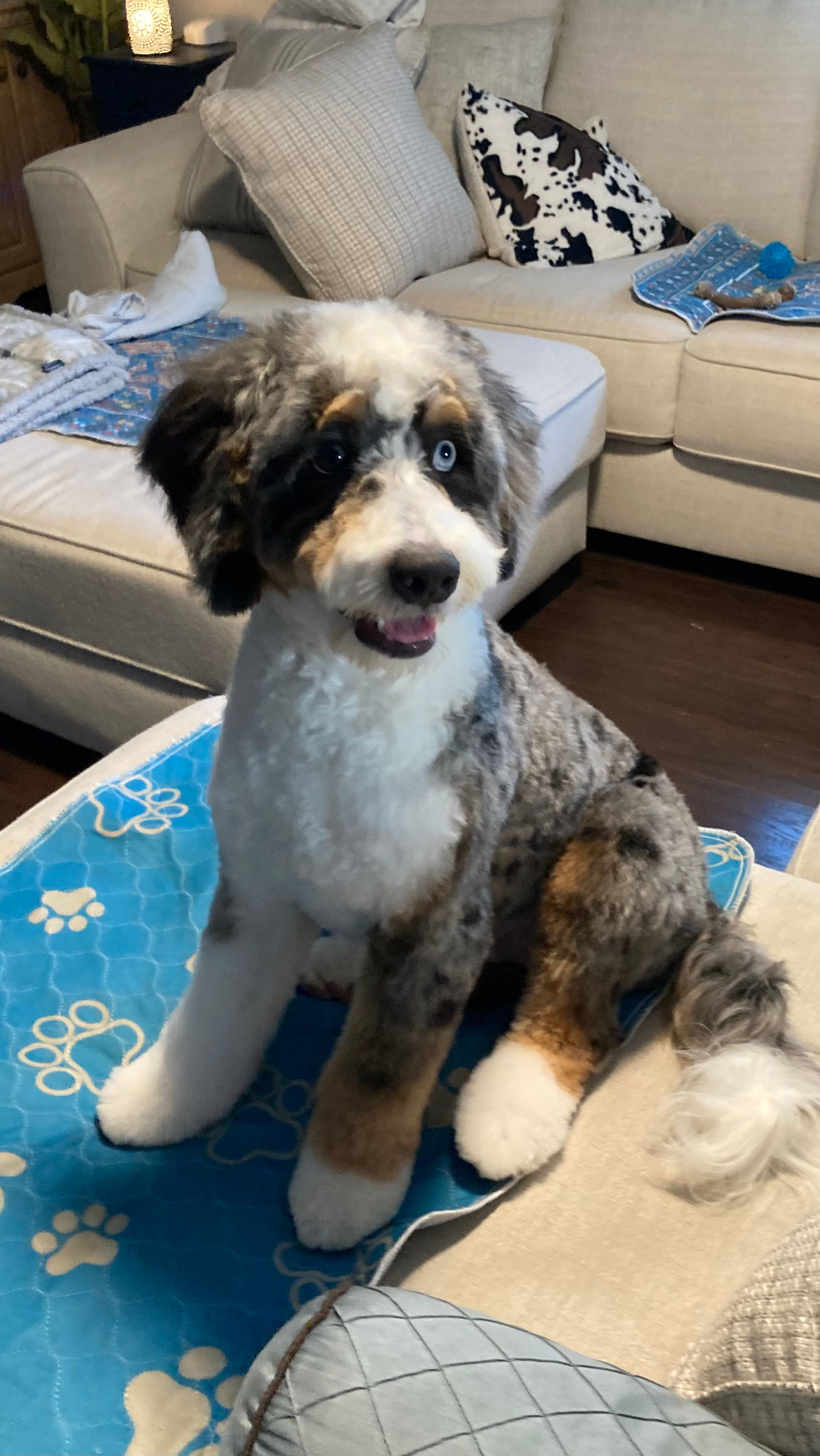 Mini Bernedoodle Pup Being Cute