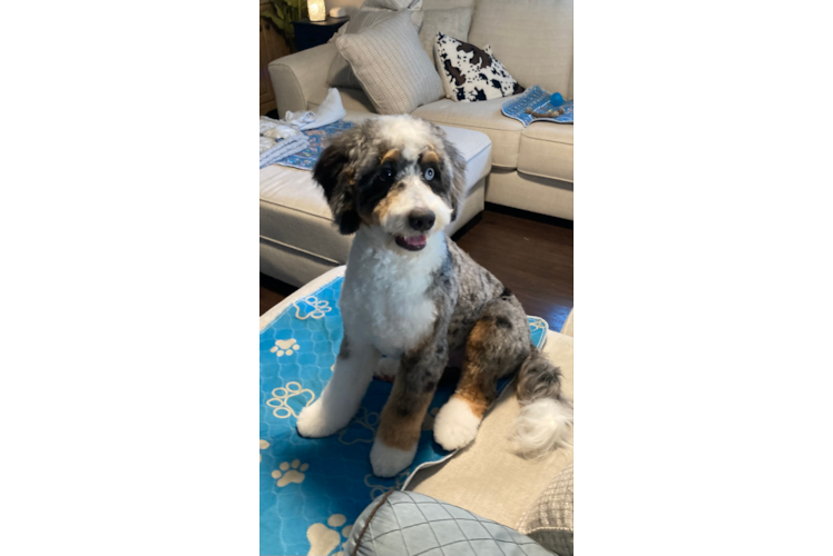Mini Bernedoodle Pup Being Cute