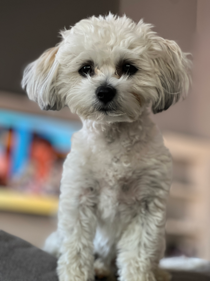 Adorable Shitzu Designer Pup