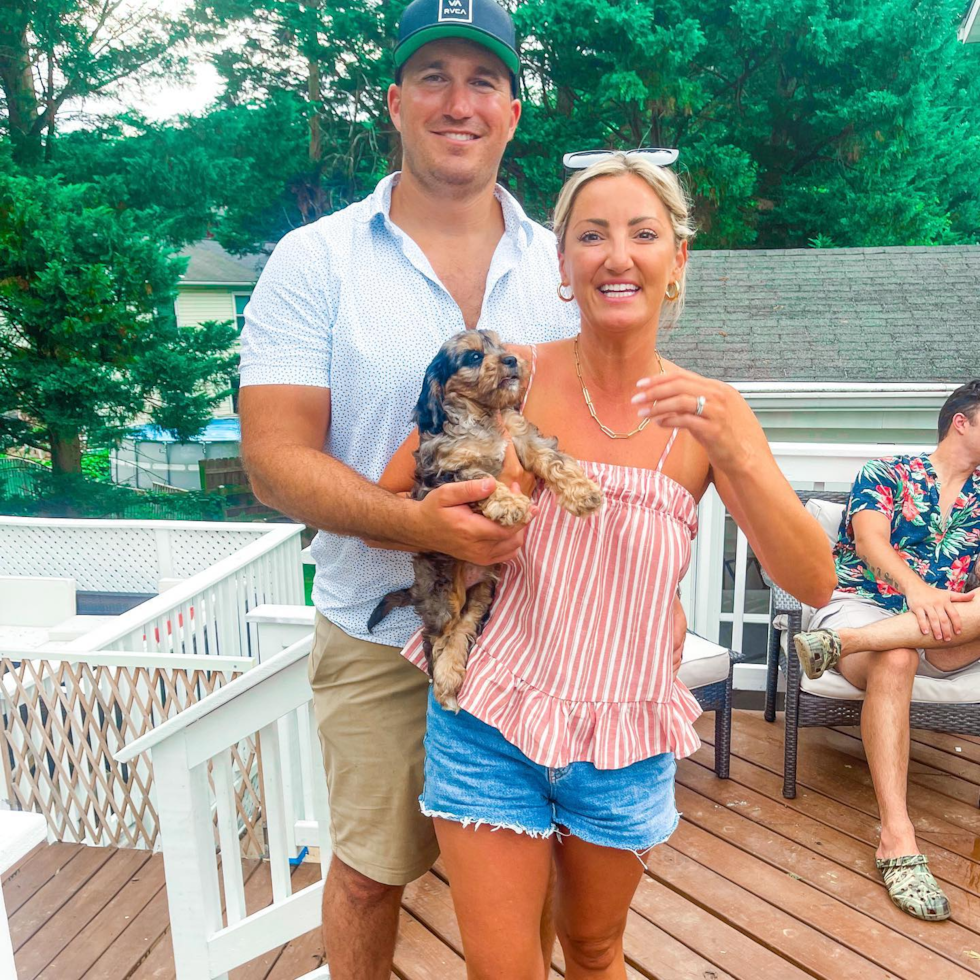 Funny Cavapoo Poodle Mix Pup