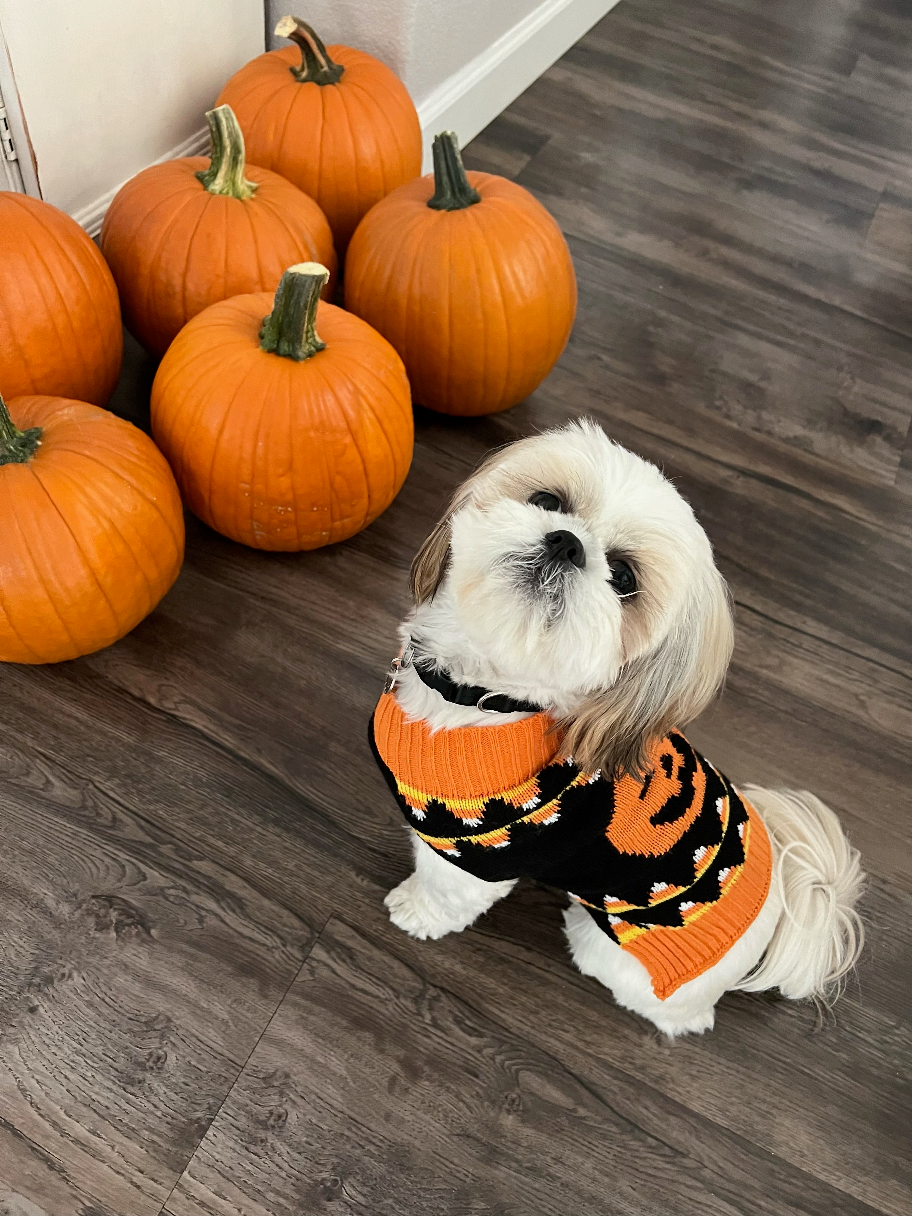 Best Shih Tzu Baby