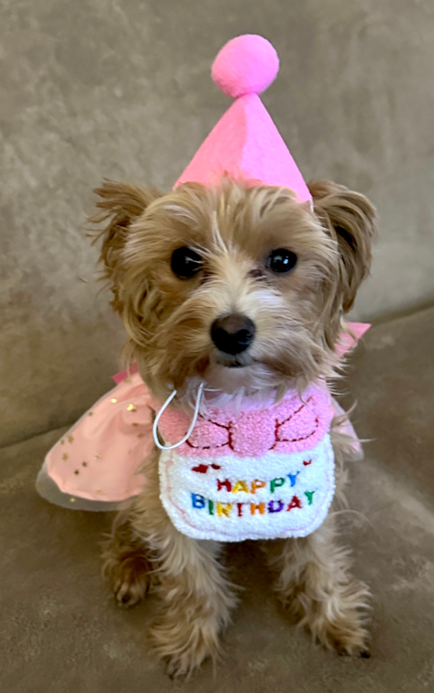 Happy Maltipoo Pup in